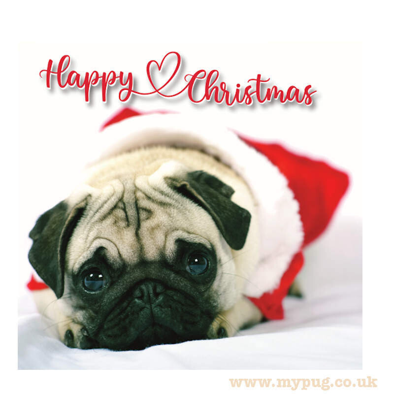 Cute Pug Christmas Cards