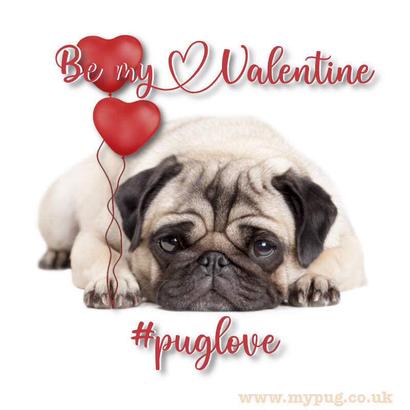 Pug Valentines Card