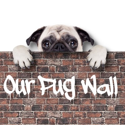 Our Pug Wall
