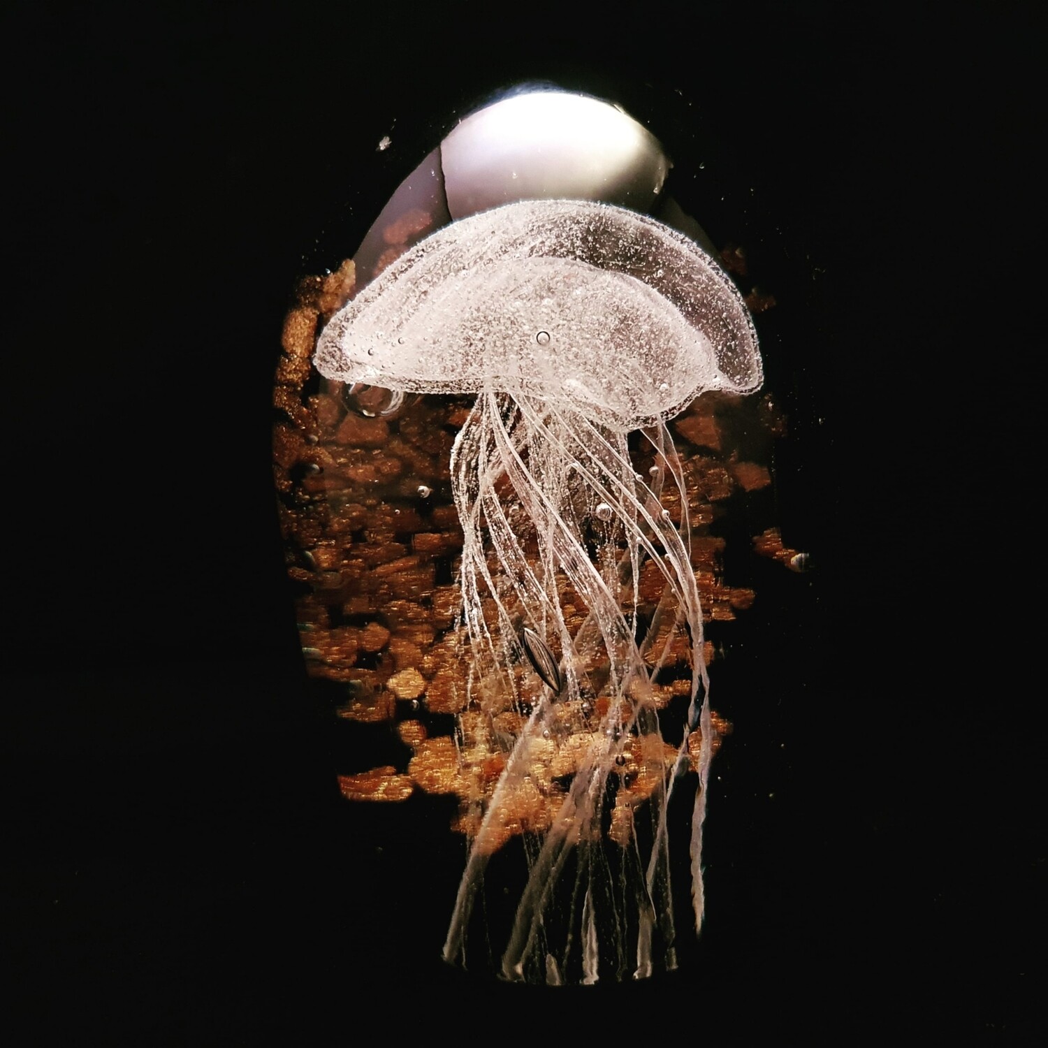 White Jellyfish with Bronze Sparkle Background * Glow in the Dark 