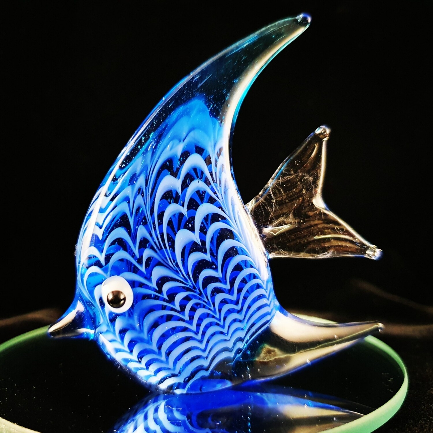 Small Blue Angelfish* Small Blue Angelfish*