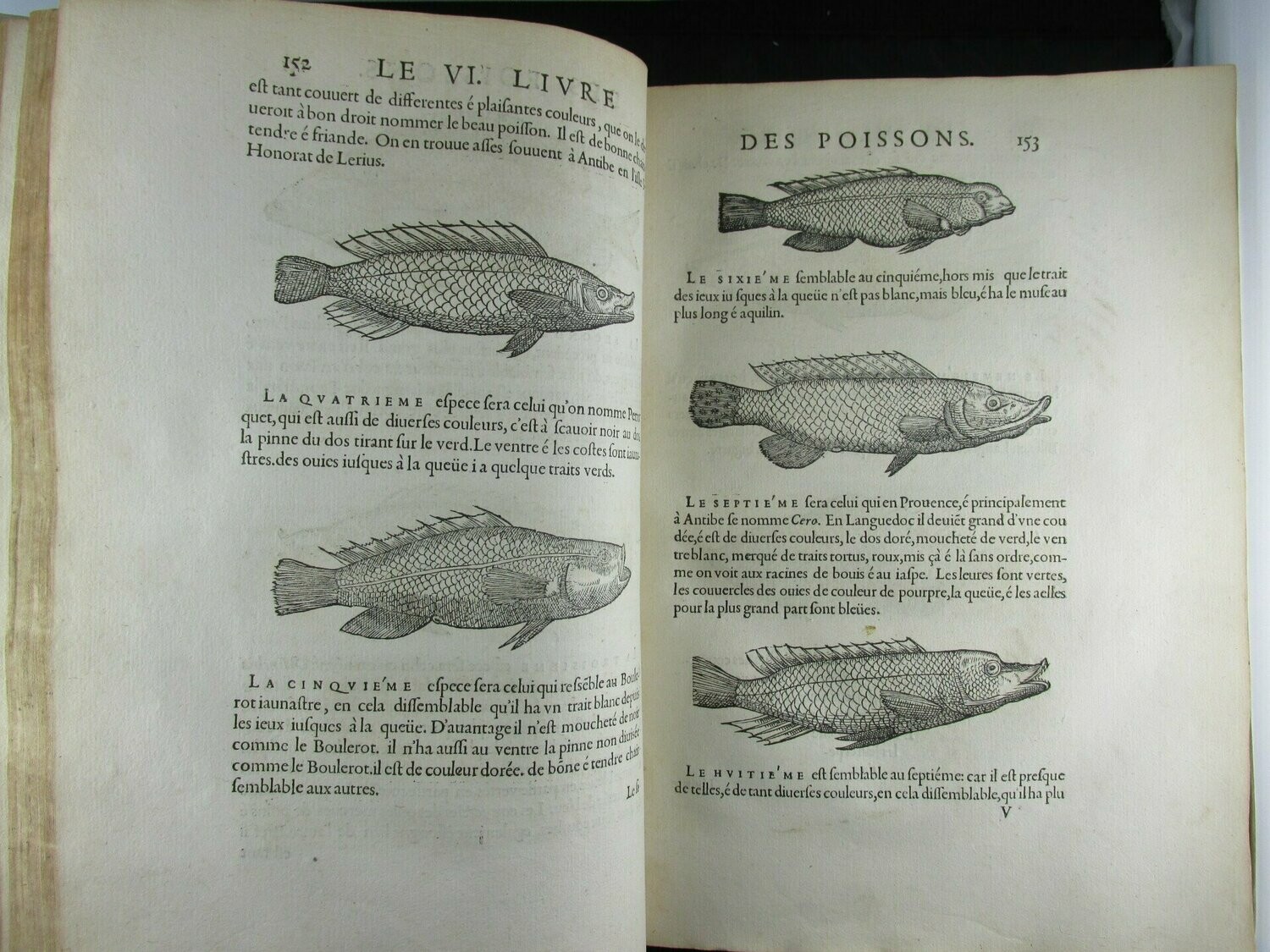 1558 L'Histoire Entiere Des Poissons, Rondelet Guillaume (Complete Book)