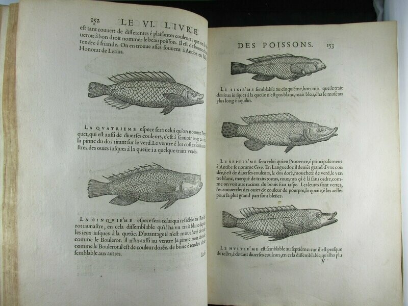 1558 L'Histoire Entiere Des Poissons, Rondelet Guillaume (Complete Book)