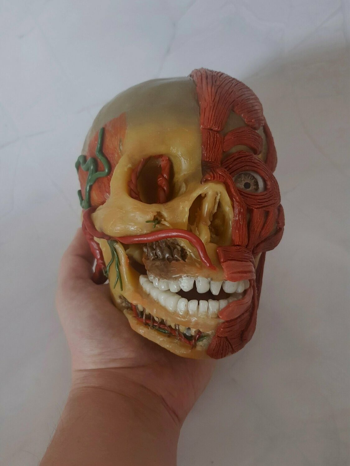 Rare 19th Century WAX Anatomical Model of the Human Skull