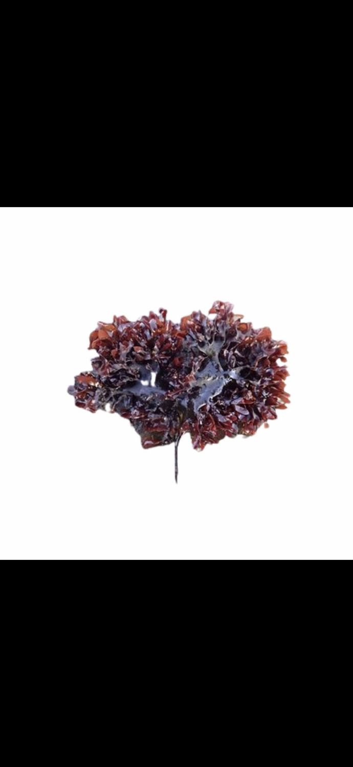 Sea Moss (Chondrus Crispus)