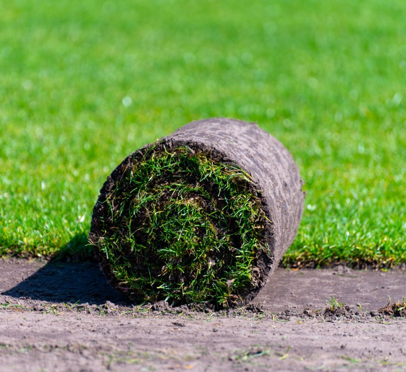 Lawn Turf