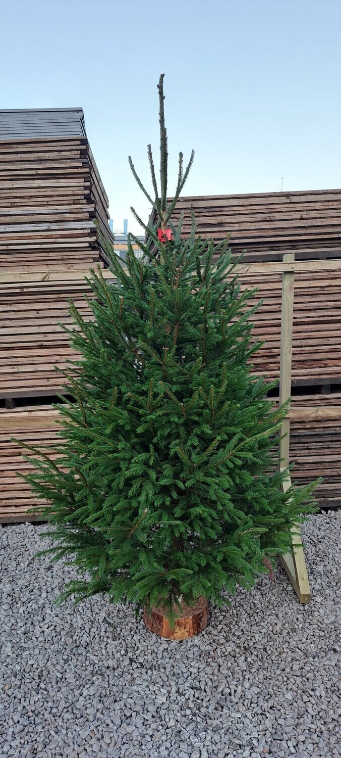 Norway Spruce Premium Christmas Trees
