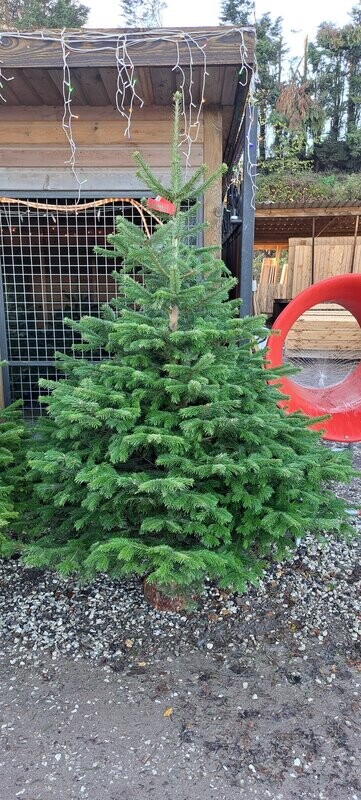 Nordmann Fir Premium Christmas Trees