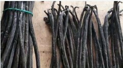 Ugandan Vanilla beans 1