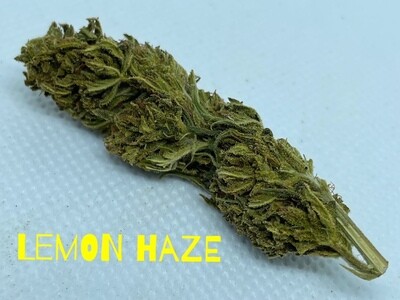 Lemon Haze (Premium)- Sativa