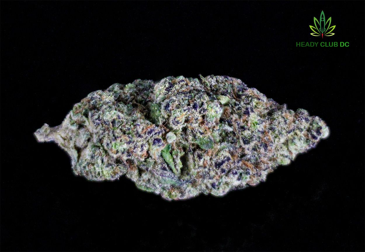 Gush Mints Strain