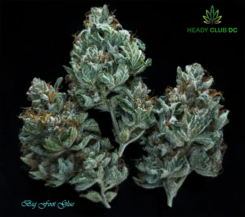 Big Foot Glue (Exotic) - Sativa 26% THC Big Foot Glue (Exotic) - Sativa 26% THC