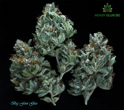 Big Foot Glue (Exotic) - Sativa 26% THC