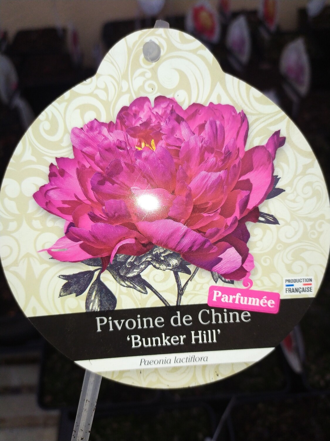 PAEONIA LACTIFLORA 'BUNKER HILL' (PIVOINE DE CHINE HERBACEE)