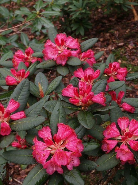RHODODENDRON 'WINE & ROSES' 40/50 C5