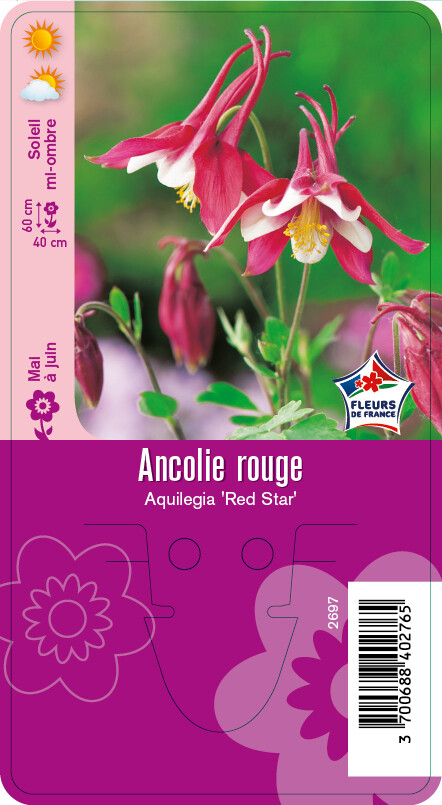 ANCOLIE ROUGE