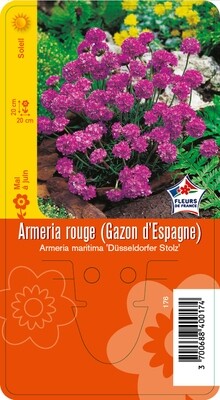 ARMERIA ROUGE (GAZON D'ESPAGNE)