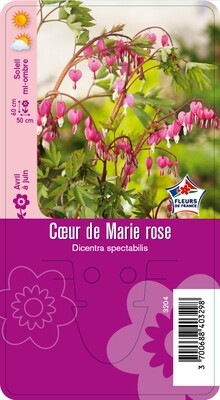 COEUR DE MARIE ROSE