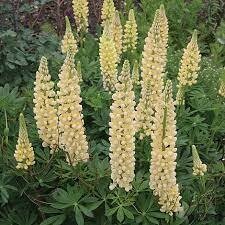 LUPIN 'CHANDELIER'