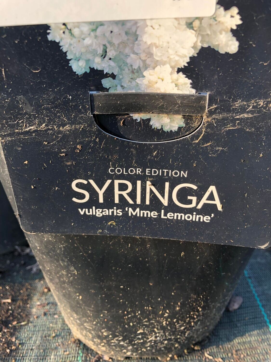 SYRINGA VULGARIS 50/60 C