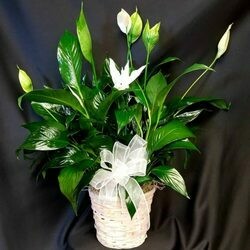 Large Peace Lilly