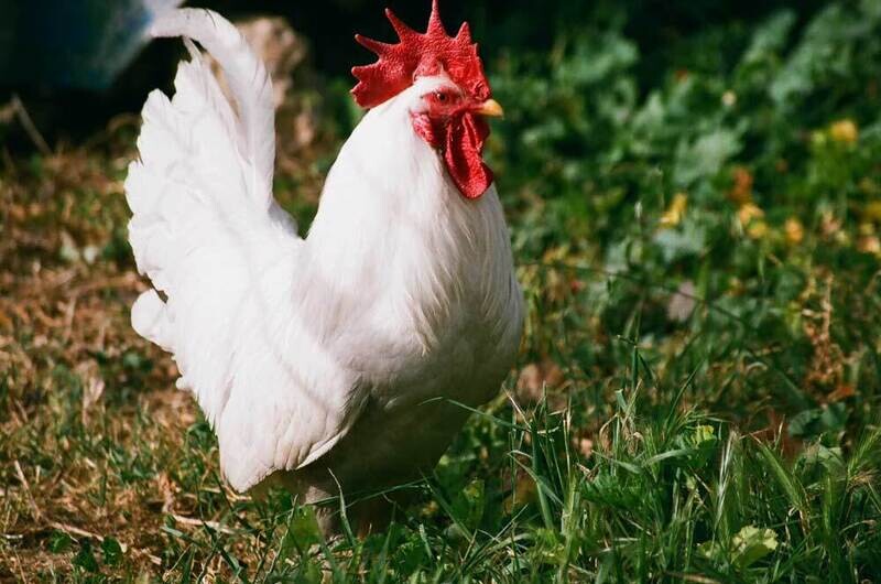 Farm Fresh Whole Chicken