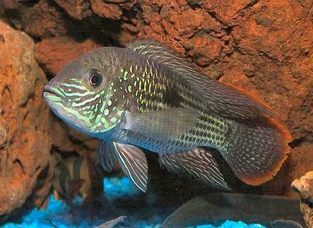 Green Terror Cichlid