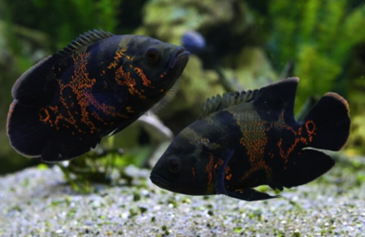 Oscar Fish ( tiger)