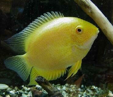 Yellow gold sevrum