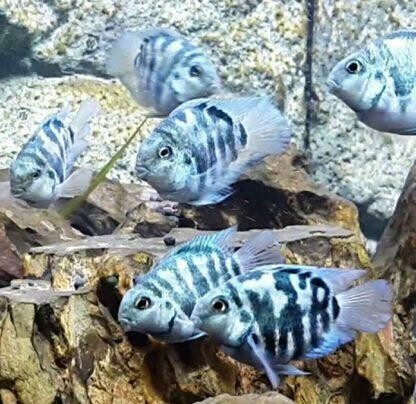 Blue tiger parrot