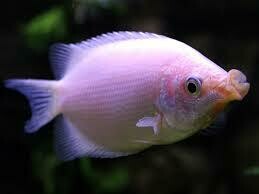 Kissing gourami