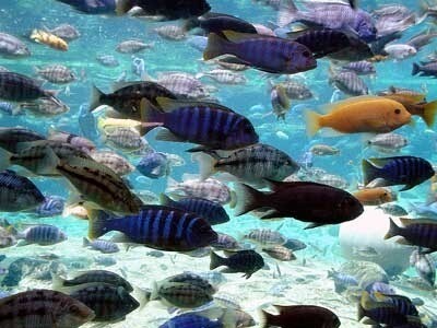 Malawi cichlids