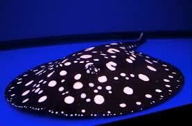 Black Diamond Stringray
