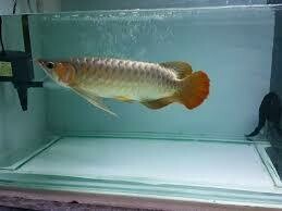 Red Tail Golden Arowana (RTG) WITH CERTIFIED
