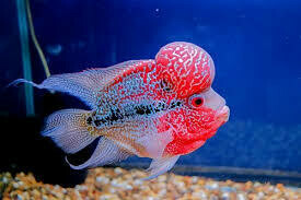 FLOWER HORN FISH