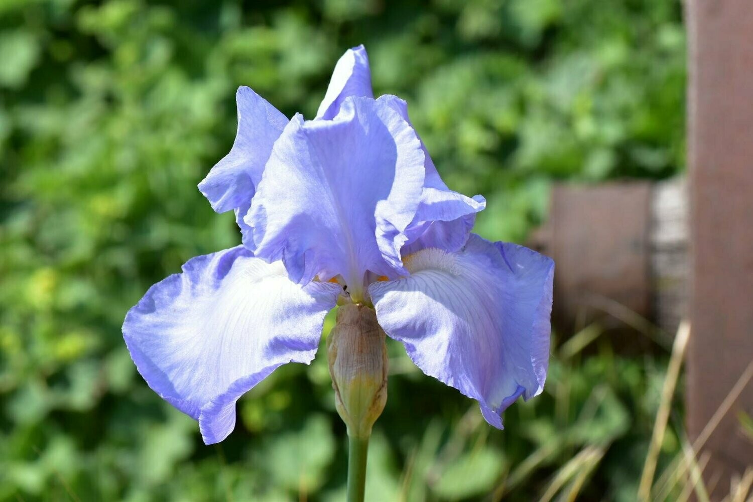 Iris germanica, Deutsche Schwertlilie