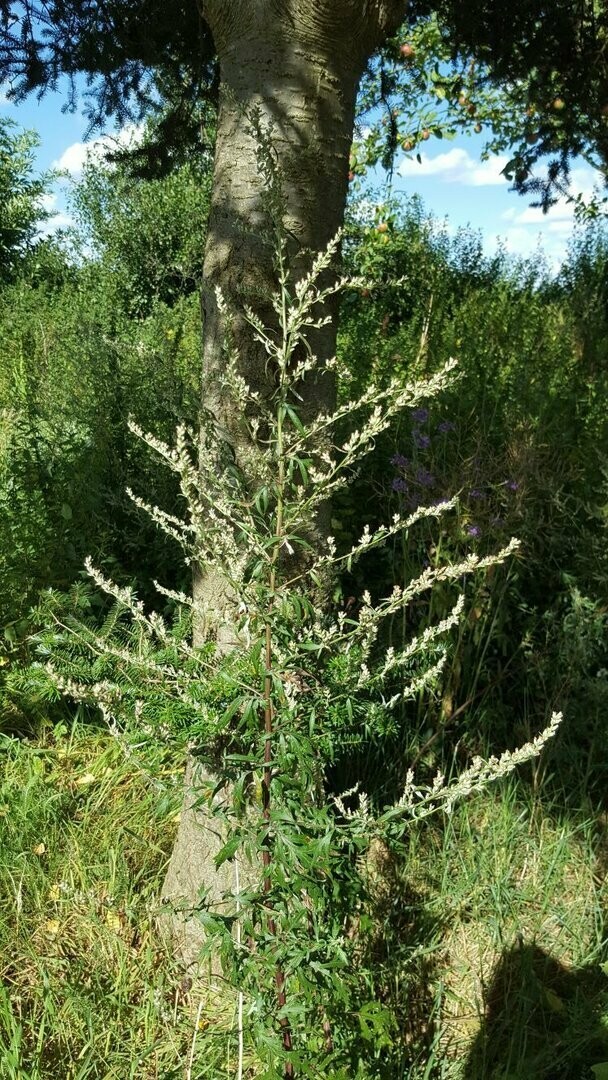Artemisia vulgaris, Gewöhnlicher Beifuß