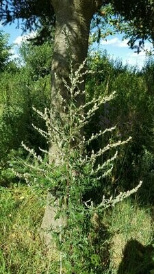 Artemisia vulgaris, Gewöhnlicher Beifuß
