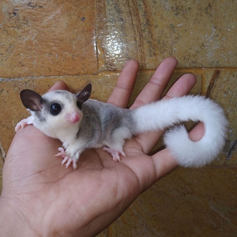 Lili