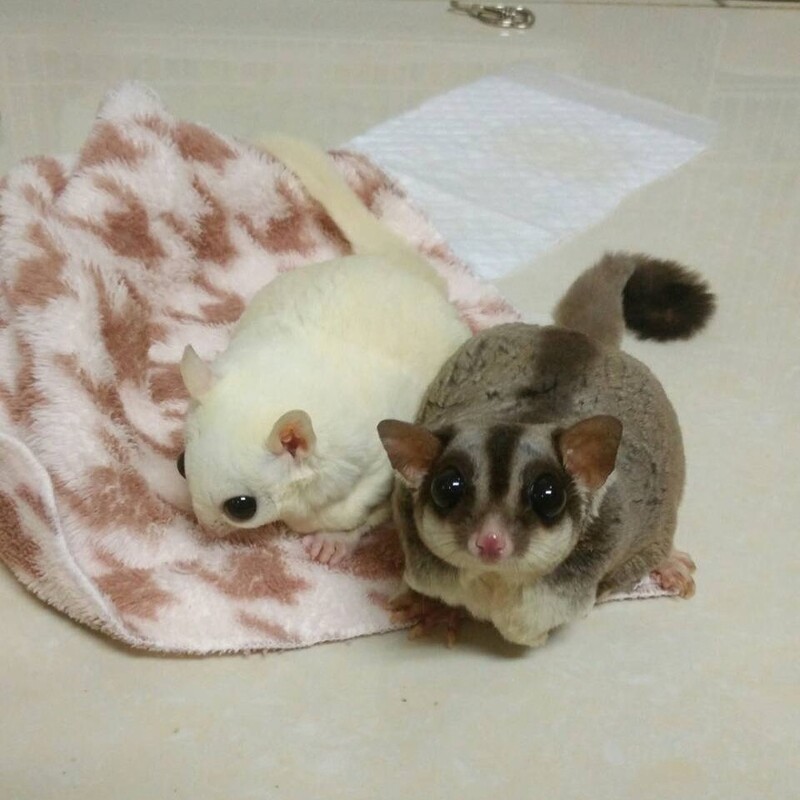 Kiwi &amp; jones