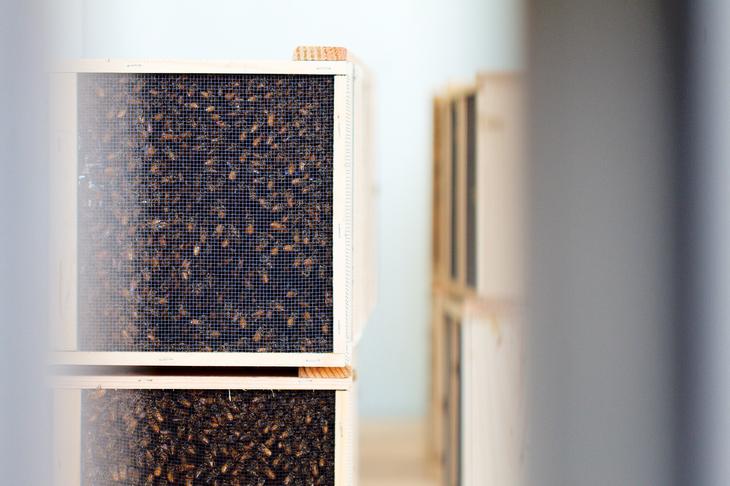 3Lb Live Bee Package  With Queen April 2025