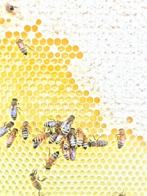 Hives