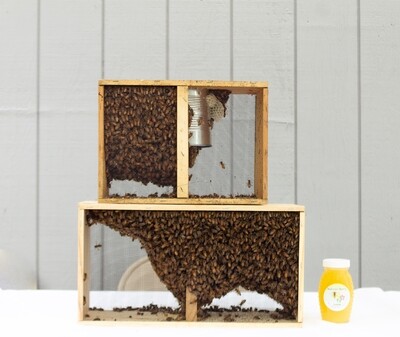 Live Bees