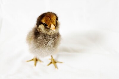 Adult Bantam Pairs, Male+Female 