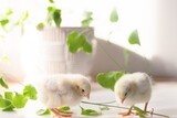 Chicks / Pullets, Week of July 29th