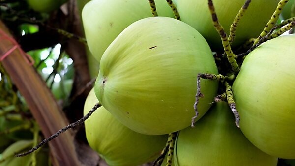 Pandan Coconut