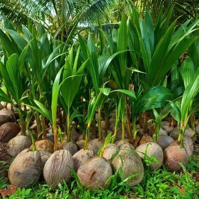 Pandan Coconut Sapling