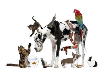 PETS