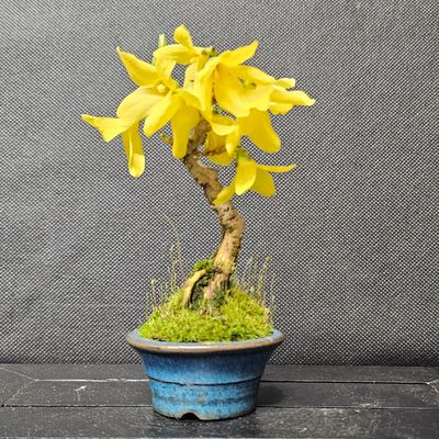 David Cheshire Nurseries Ltd