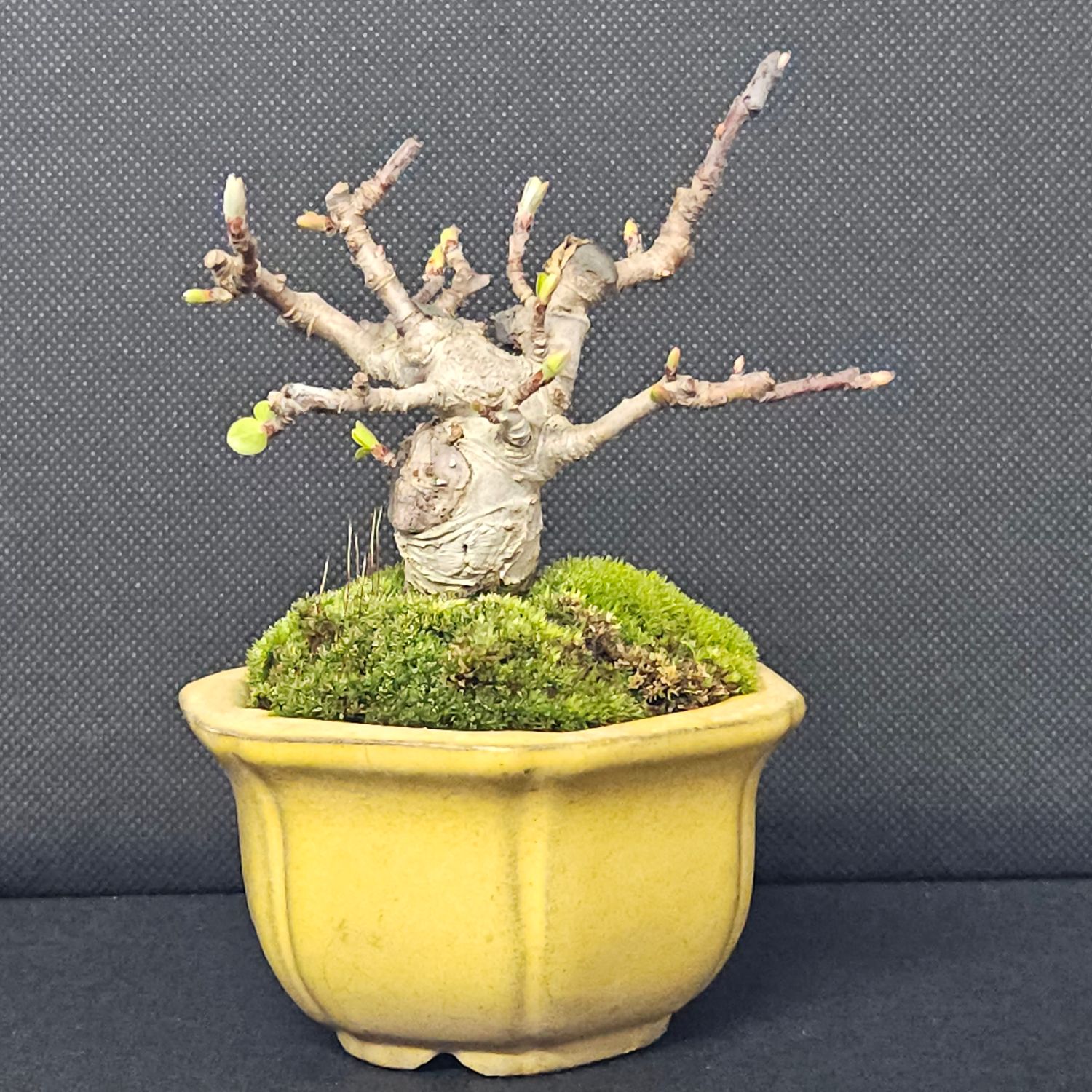 Malus - Himebiko - halliana x prunifolia - Chinese Hall Crabapple x Chinese  Plum-leaved Apple known as Himebiko in Japanese mame bonsai (10799)